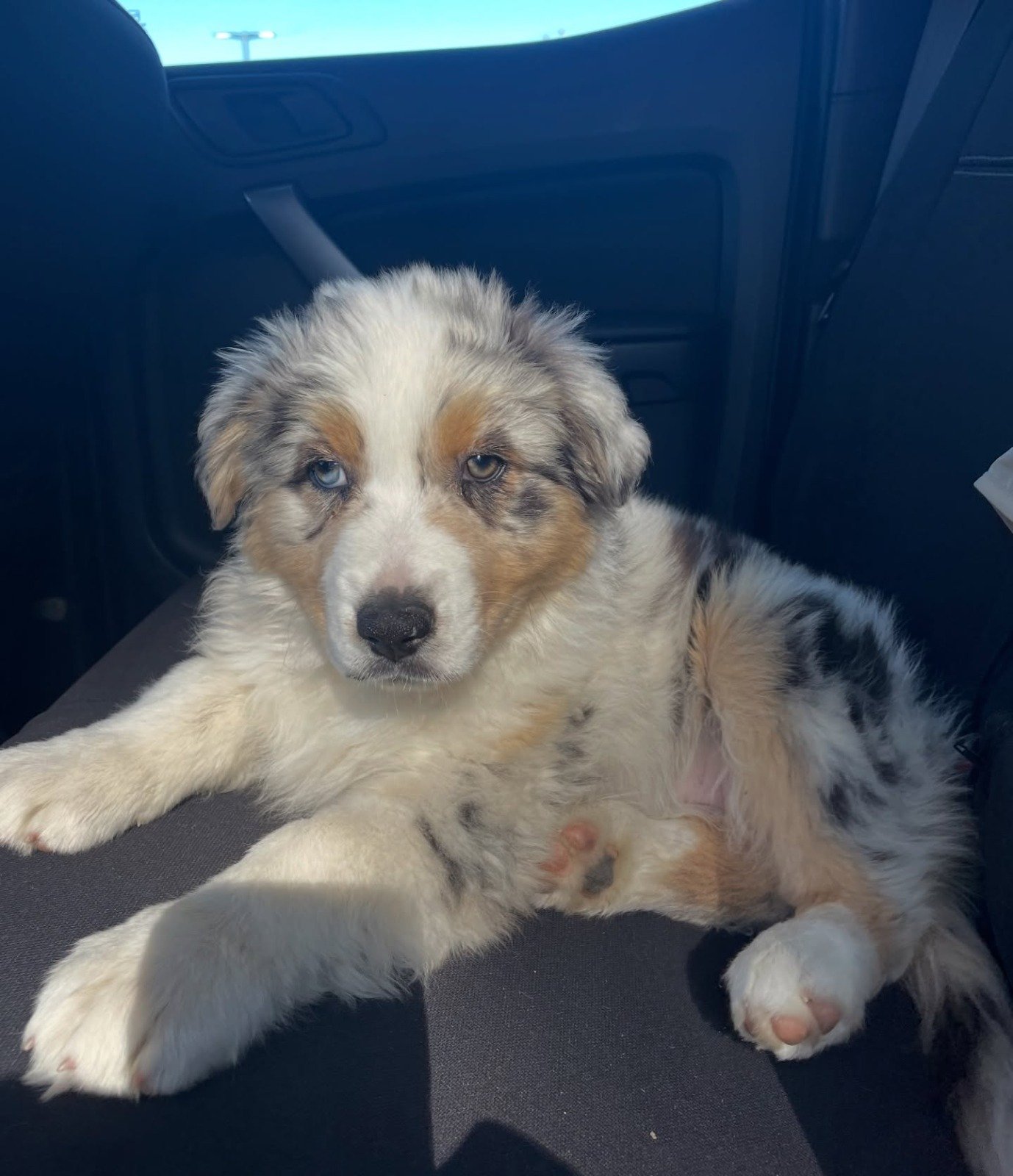 Zela - Australian Shepherd puppy