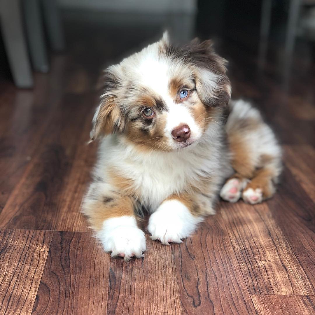 Dino - Australian Shepherd puppy