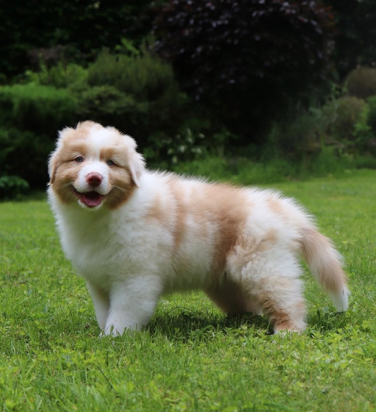 Dust - Australian Shepherd puppy
