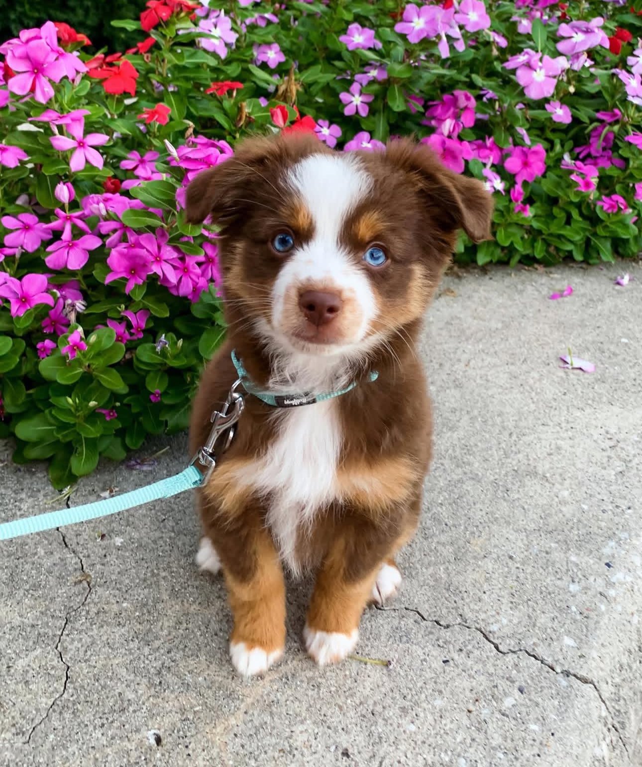 Ember - Australian Shepherd puppy