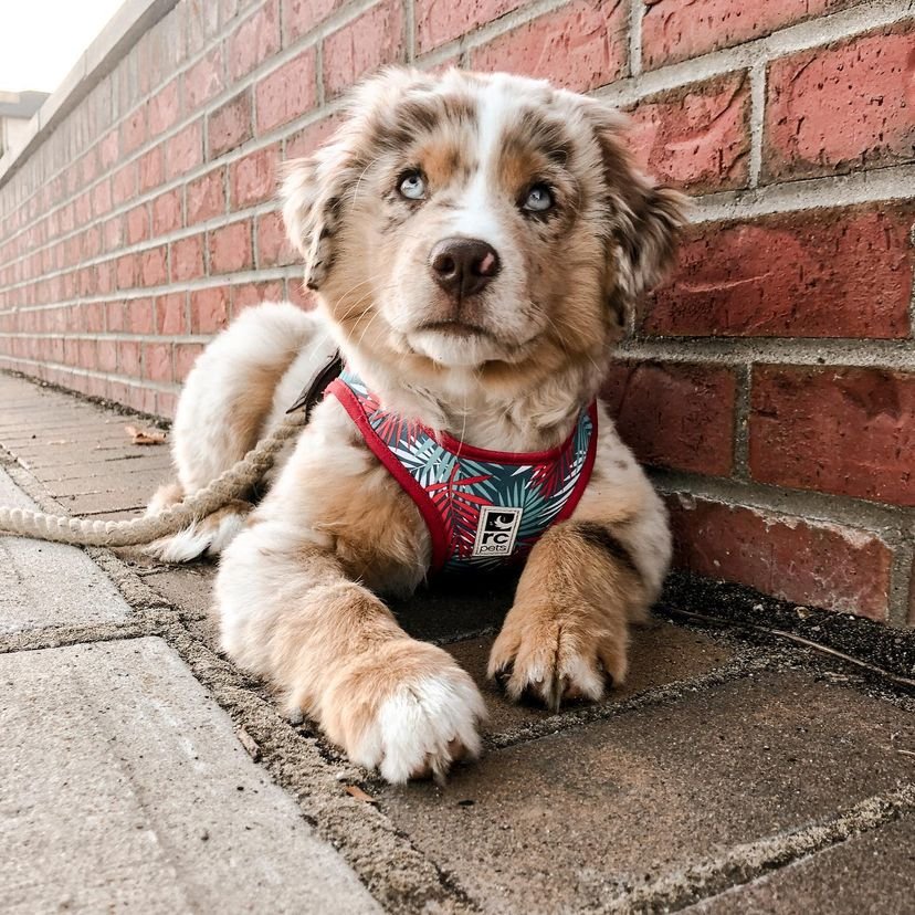 Jasper - Australian Shepherd puppy