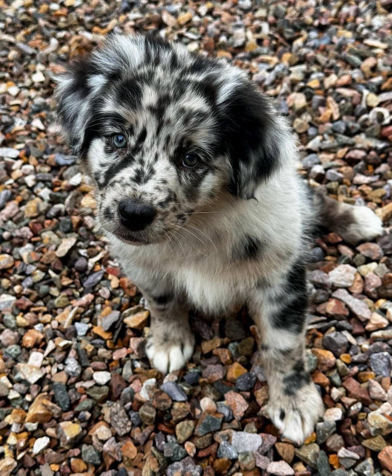 Kona - Australian Shepherd puppy