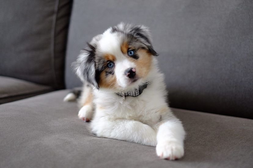 Luka - Australian Shepherd puppy