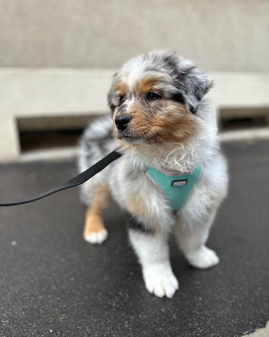 Uly - Australian Shepherd puppy