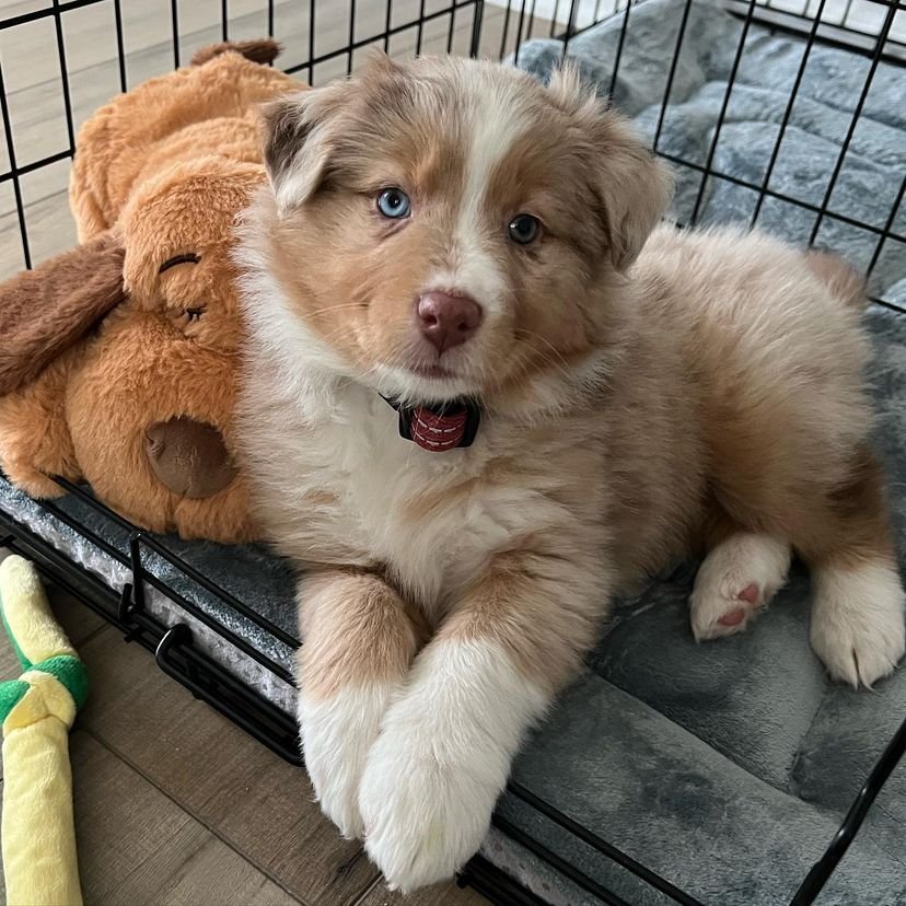Willow - Australian Shepherd puppy