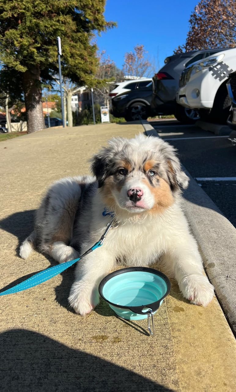 Bourkey - Australian Shepherd puppy